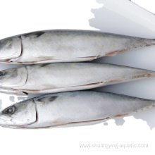 High Quality Sea Frozen Pacific Whole Round Mackerel